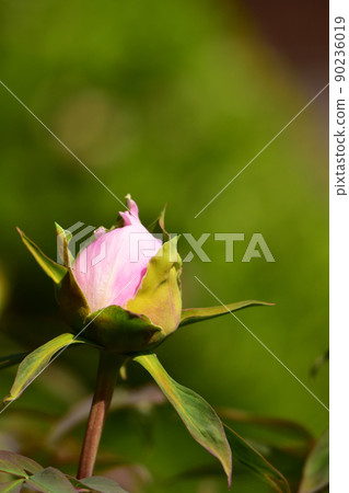 粉紅牡丹花蕾 90236019