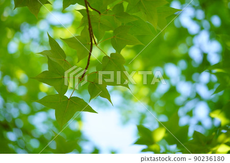 Background material of green leaves ・ Fresh Fuu no Mori Background material of green leaves ・ Fresh Fuu no Mori 90236180