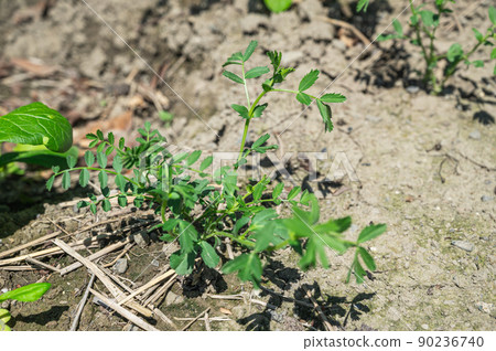 Germination of chickpeas Germination of chickpeas 90236740