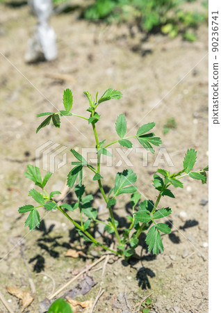 Germination of chickpeas 90236741