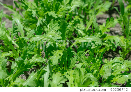 Harunagi在該領域 Harunagi在該領域 90236742