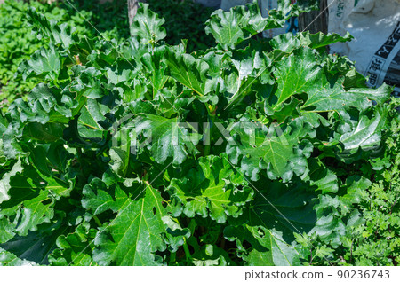 Rhubarb leaves in the field Rhubarb leaves in the field 90236743