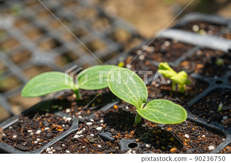Sprouting zucchini buds 90236750