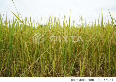 Golden rice field in the morning light, at Thailand. 90236971