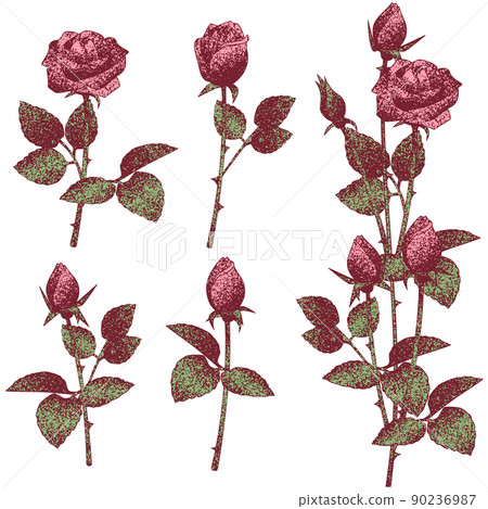 修剪前後用點繪製的老式玫瑰矢量圖集 90236987