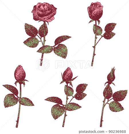 An old-fashioned rose vector illustration set drawn with dots From buds to flowers An old-fashioned rose vector illustration set drawn with dots From buds to flowers 90236988
