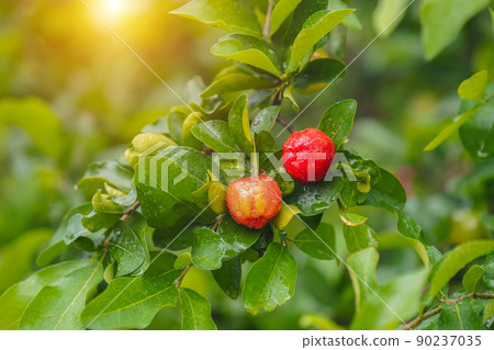 Fresh organic Acerola cherry on the tree. 90237035