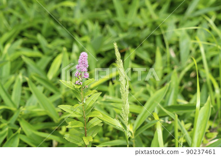 Hozakimotsuke 90237461