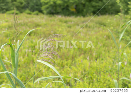 Spiraea salicifolia and Yoshi 90237465