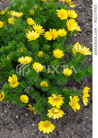 Adonis vernalis or spring pheasant's eye green plant with yellow flowers. Medicinal plants Adonis vernalis or spring pheasant's eye green plant with yellow flowers. Medicinal plants 90237665