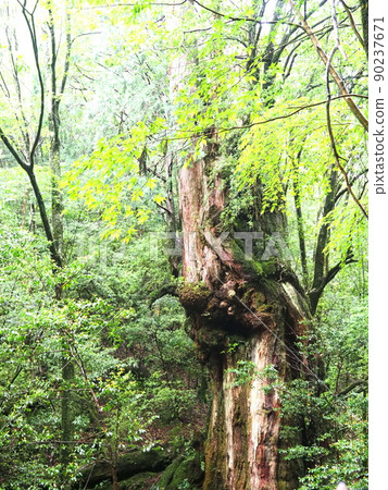 Nio cedar "Japanese style image" (Yakushima) Nio cedar "Japanese style image" (Yakushima) 90237671