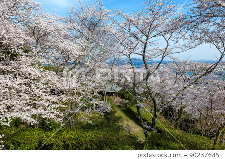 大竹市龜井公園的櫻花 90237685