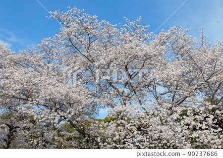 大竹市龜井公園的櫻花 90237686