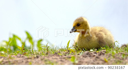 Canada goose, Branta canadensis, young 90238167