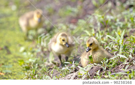 Canada goose, Branta canadensis, young 90238168