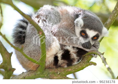 Maki from Afrika (Madagascar) in natural habitat, in a tree Maki from Afrika (Madagascar) in natural habitat, in a tree 90238178