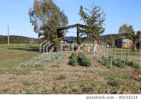 gardening home. Girl replanting green pasture in home garden.indoor garden,room with plants banner Potted green plants at home, home jungle,Garden room gardening, Plant room, Floral decor. 90238224