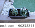 gardening home. Girl replanting green pasture in home garden.indoor garden,room with plants banner Potted green plants at home, home jungle,Garden room gardening, Plant room, Floral decor. 90238243