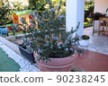 gardening home. Girl replanting green pasture in home garden.indoor garden,room with plants banner Potted green plants at home, home jungle,Garden room gardening, Plant room, Floral decor. 90238245
