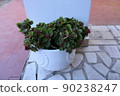 gardening home. Girl replanting green pasture in home garden.indoor garden,room with plants banner Potted green plants at home, home jungle,Garden room gardening, Plant room, Floral decor. 90238247