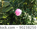 gardening home. Girl replanting green pasture in home garden.indoor garden,room with plants banner Potted green plants at home, home jungle,Garden room gardening, Plant room, Floral decor. 90238250