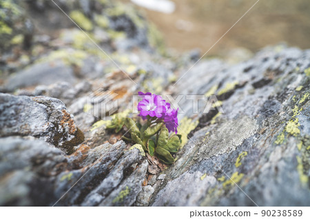 Hirsute primrose among boulders with mountain lichen Hirsute primrose among boulders with mountain lichen 90238589
