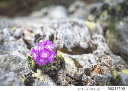 Hirsute primrose flower among mountain stones 90238590