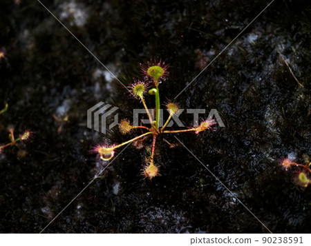 圓葉茅膏菜“日式形象”(屋久島) 圓葉茅膏菜“日式形象”(屋久島) 90238591