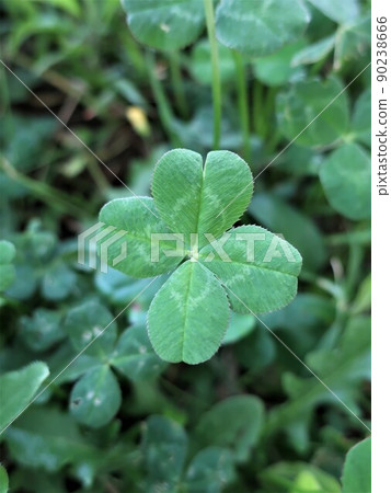 Four-leaf clover of happiness Four-leaf clover of happiness 90238666