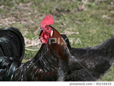 Rooster in farm yard 90238839