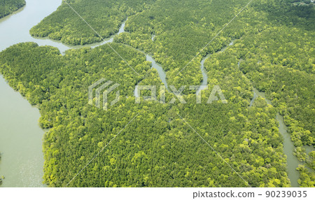 Amazing abundant mangrove forest Aerial view of forest trees Rainforest ecosystem and healthy environment background Texture of green trees forest top down High angle view 90239035