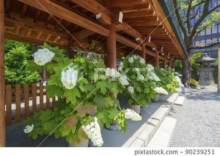 界內北側的Ikasuri神社，Setsumatsusha組（大阪市本町，新鮮的綠色季節） 90239251