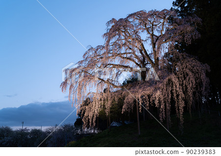 Weeping cherry blossoms on the battlefield lit up Spring scenery Weeping cherry blossoms on the battlefield lit up Spring scenery 90239383
