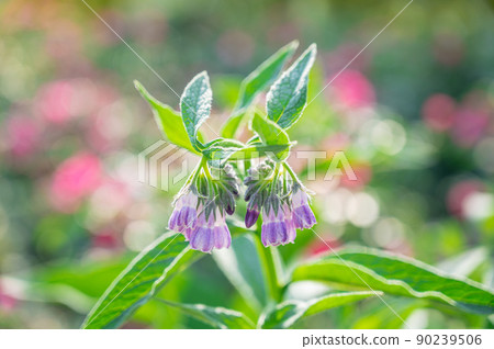 Comfrey's flower Comfrey's flower 90239506