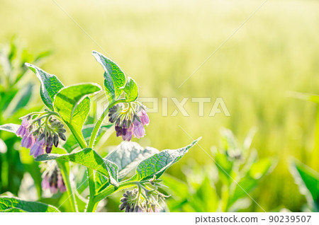 Comfrey's flower 90239507