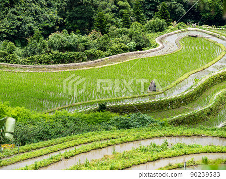 Rice field terraces in Taiwan. 90239583