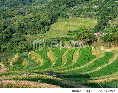 Rice field terraces in Taiwan. Rice field terraces in Taiwan. 90239606