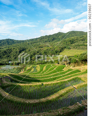 Rice field terraces in Taiwan. 90239607