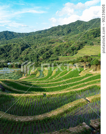 Rice field terraces in Taiwan. 90239608