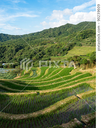 Rice field terraces in Taiwan. 90239609