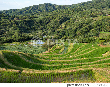 Rice field terraces in Taiwan. 90239612