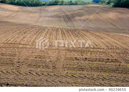 Abira Town, Hokkaido, a vast field with beautiful ridge lines [May] 90239650