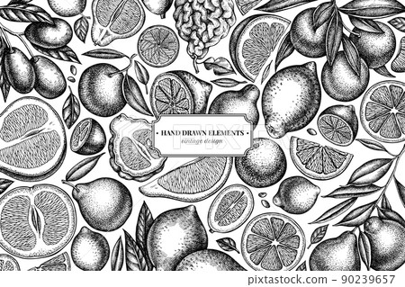 Citrus hand drawn illustration design. Background with sketch kumquat, lemon, tangelo, etc. Citrus hand drawn illustration design. Background with sketch kumquat, lemon, tangelo, etc. 90239657