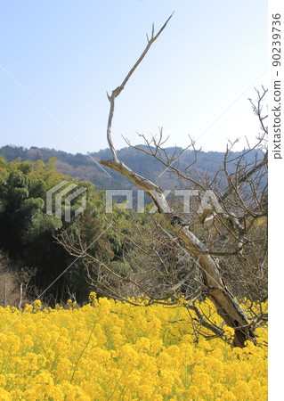 盛開的油菜花、枯樹和藍天 盛開的油菜花、枯樹和藍天 90239736