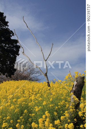 盛開的油菜花、枯樹和藍天 90239737
