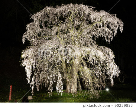 Fukuda Temple Thread Zakura Illuminated Spring Scenery 90239853