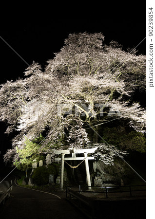 Iwasakura of Shinden Shrine Illuminated Spring scenery Iwasakura of Shinden Shrine Illuminated Spring scenery 90239854