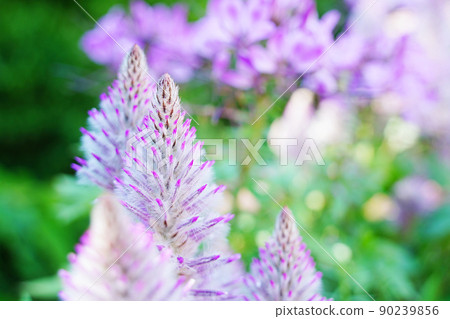 Ptilotus 喬伊 90239856