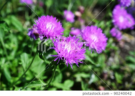 薊花 薊花 90240042