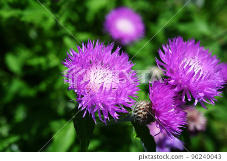 Thistle flowers 90240043